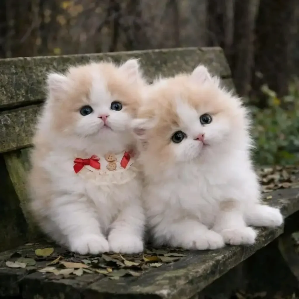 Aesthetic Cat DP for Instagram