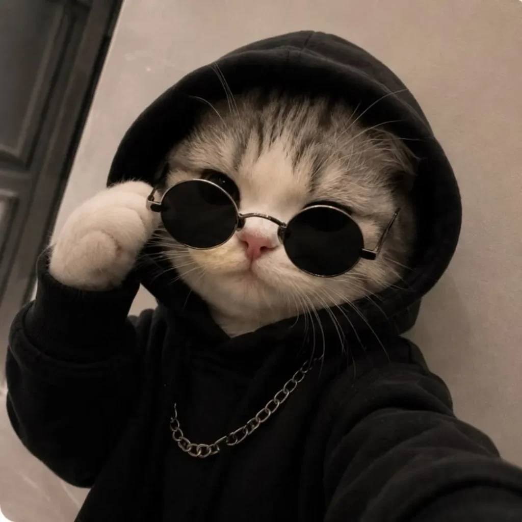 Cat DP for Instagram Boy