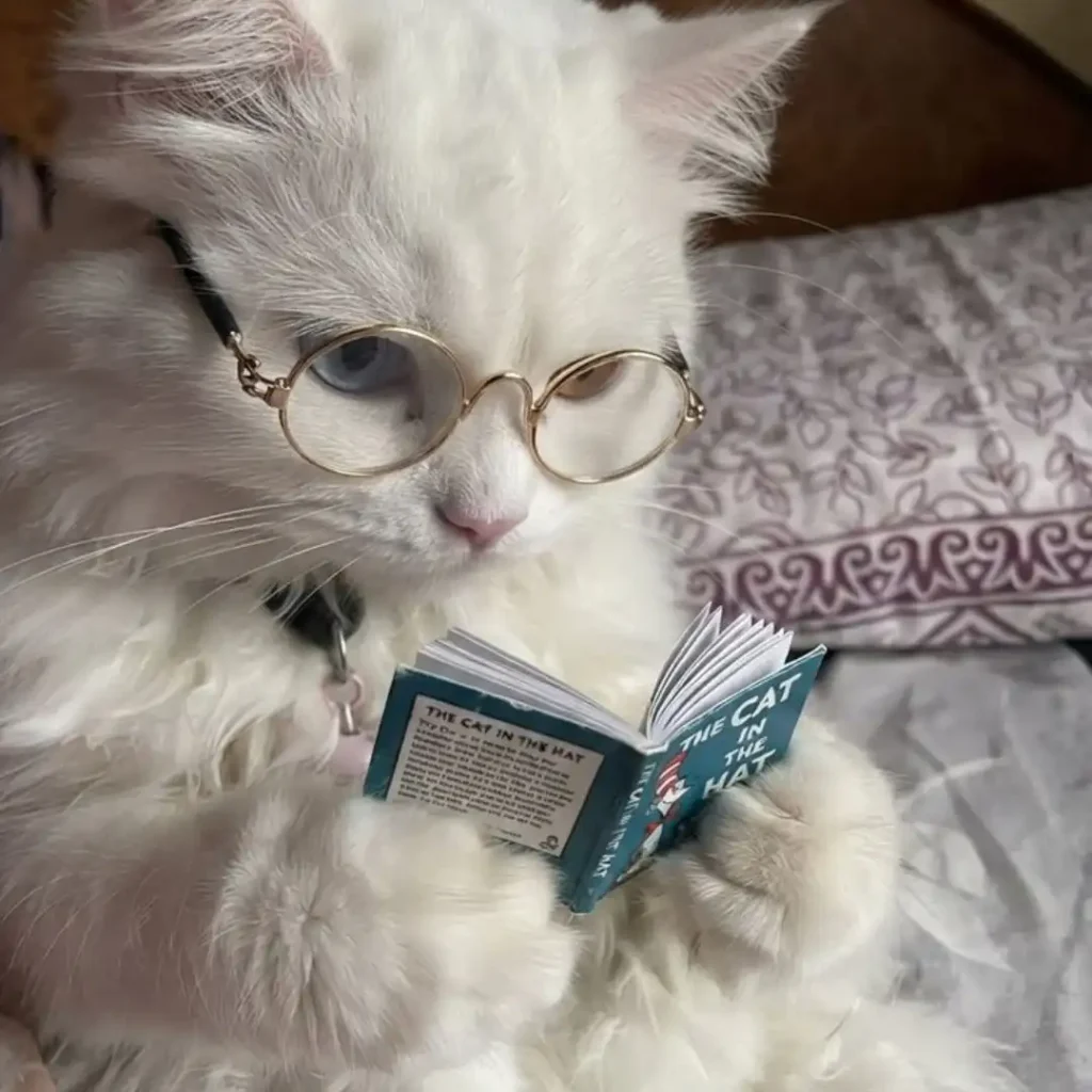 Cat DP for Instagram Boy