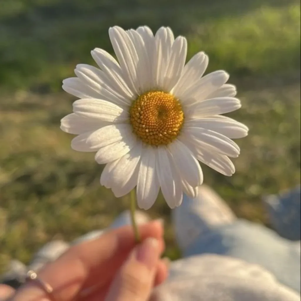 DP Aesthetic